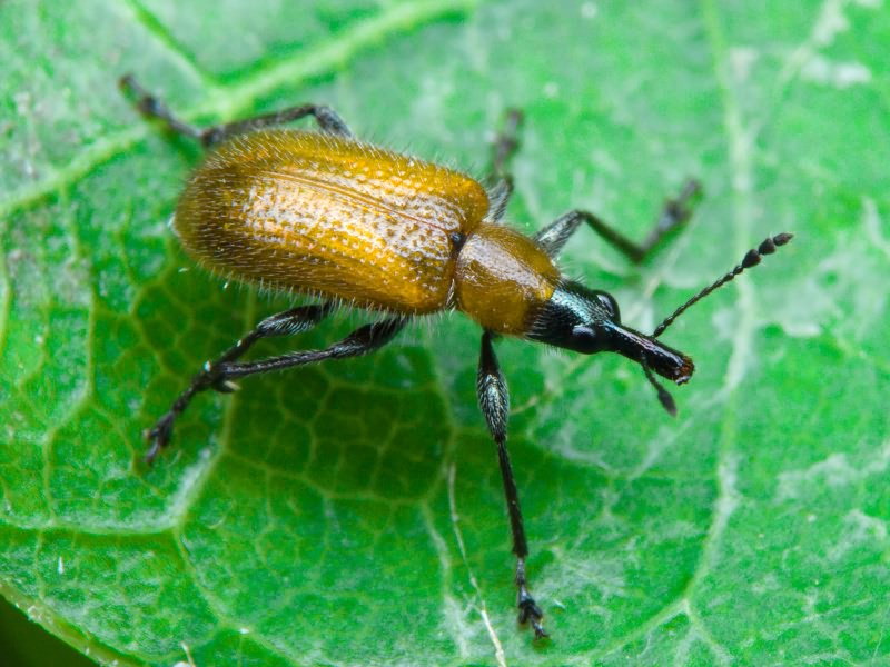 Lasiorhynchites (Stenorhynchites) coeruleocephalus (Shaller, 1783)